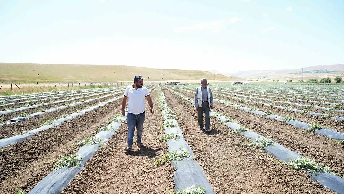 Muş'ta karpuz hasadından 2 milyar TL gelir bekleniyor