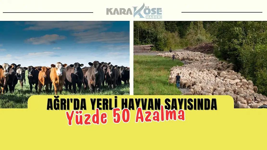 Ağrı'da Yerli Hayvan Sayısında Yüzde 50 Azalma