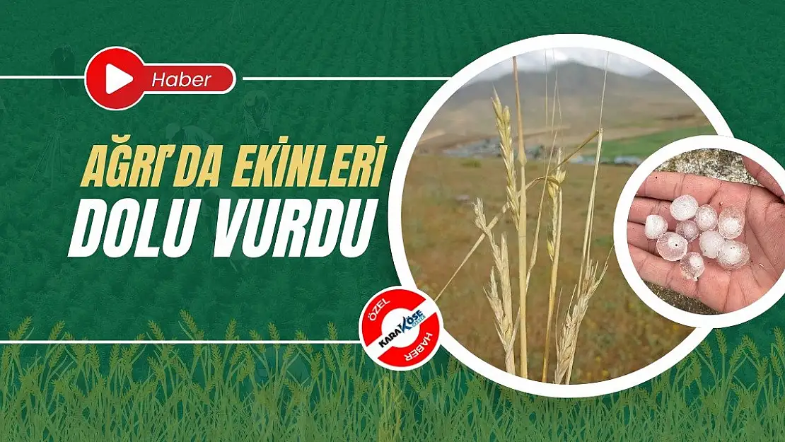 Ağrı'da ekinleri dolu vurdu