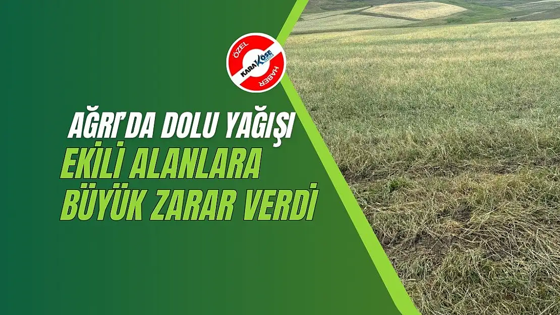 Ağrı'da Dolu Yağışı Ekili Alanlara Büyük Zarar Verdi