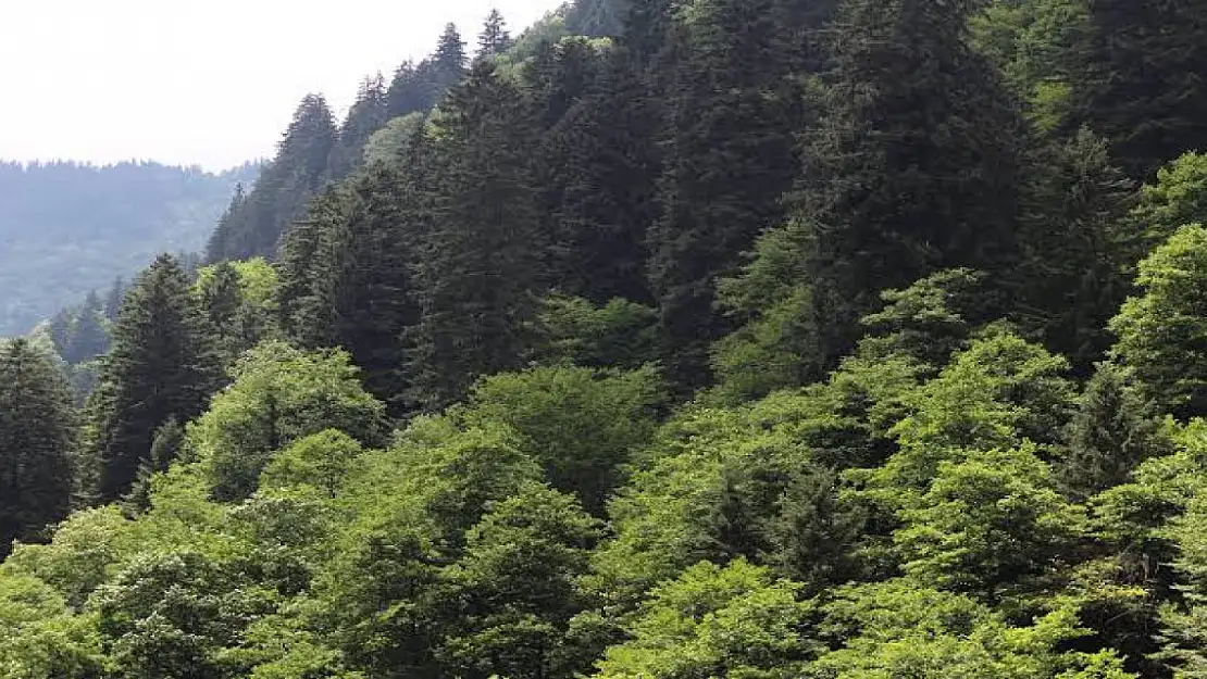 Kars'ta ormanlık alanlara girişler yasaaklandı