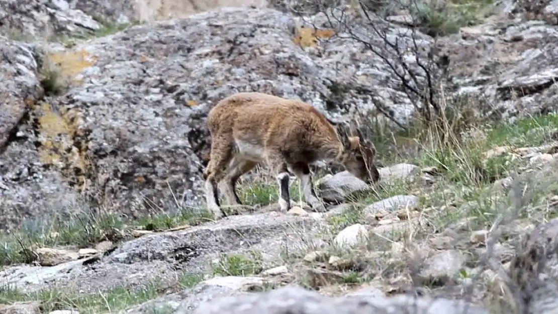 Erzurum'da yabani dağ keçileri görüntülendi