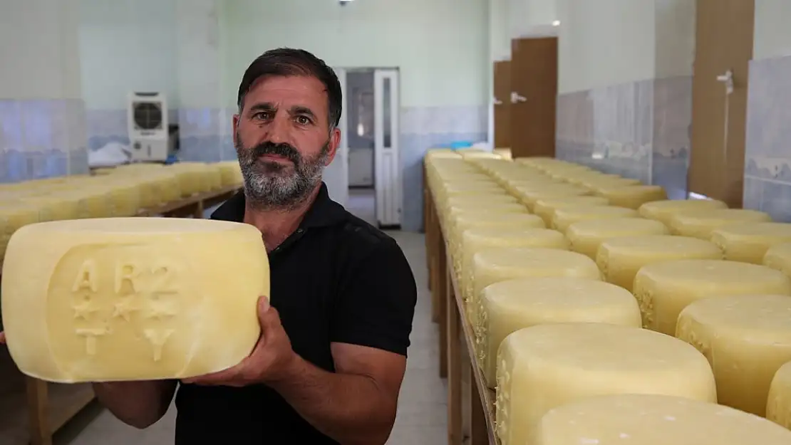 Coğrafi işaretli 'Muş eski kaşarı' büyümesini sürdürüyor