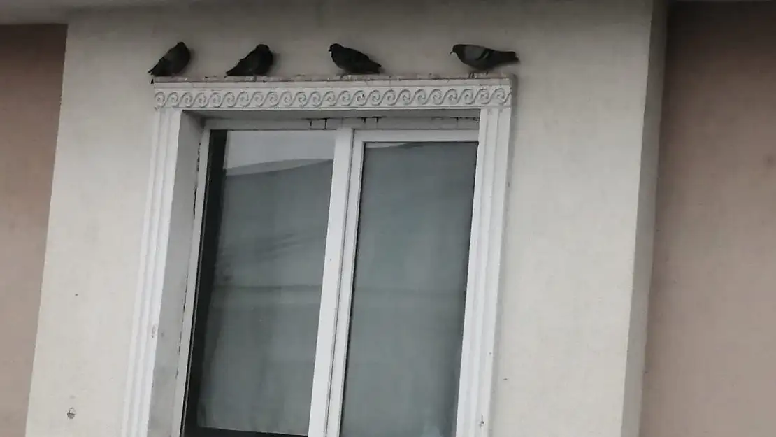 Ağrı'da yağıştan korunmak isteyen kuşlar çatı saçaklarına sığındı