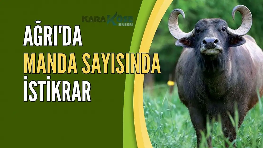 Ağrı'da Manda Sayısında İstikrar