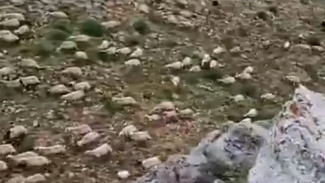 Tunceli'de sürüye yıldırım isabet etti: 16 koyun telef oldu