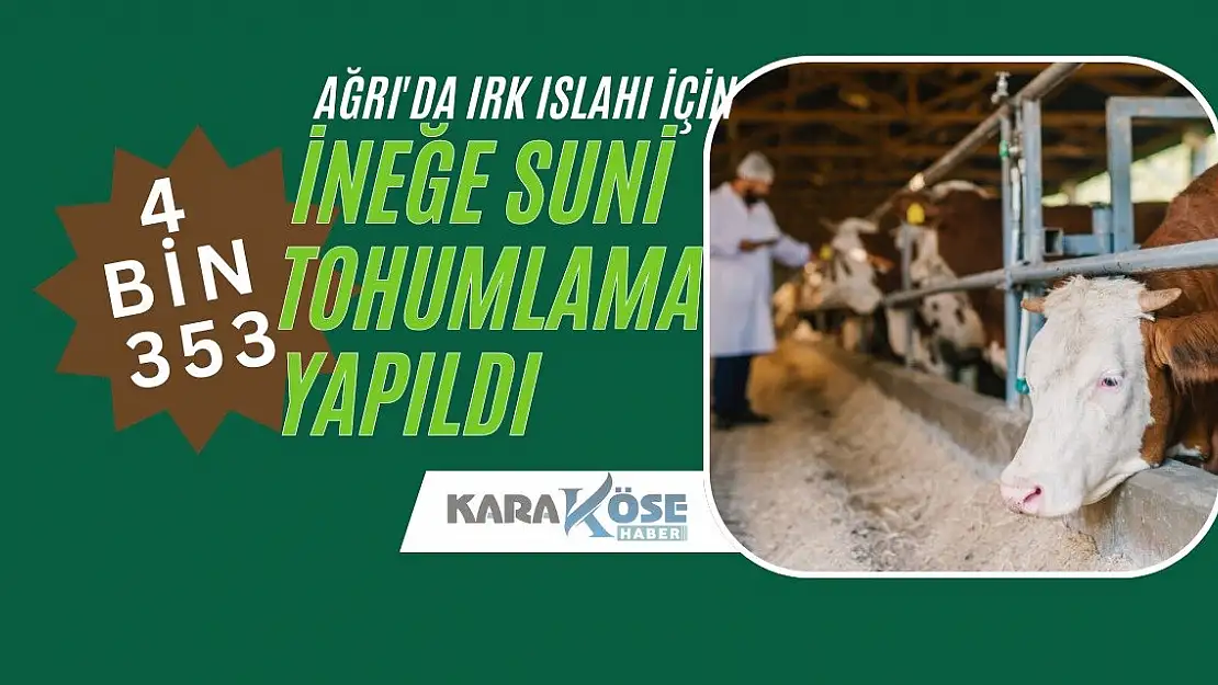 Ağrı'da Irk Islahı İçin 4 Bin 353 İneğe Suni Tohumlama Yapıldı