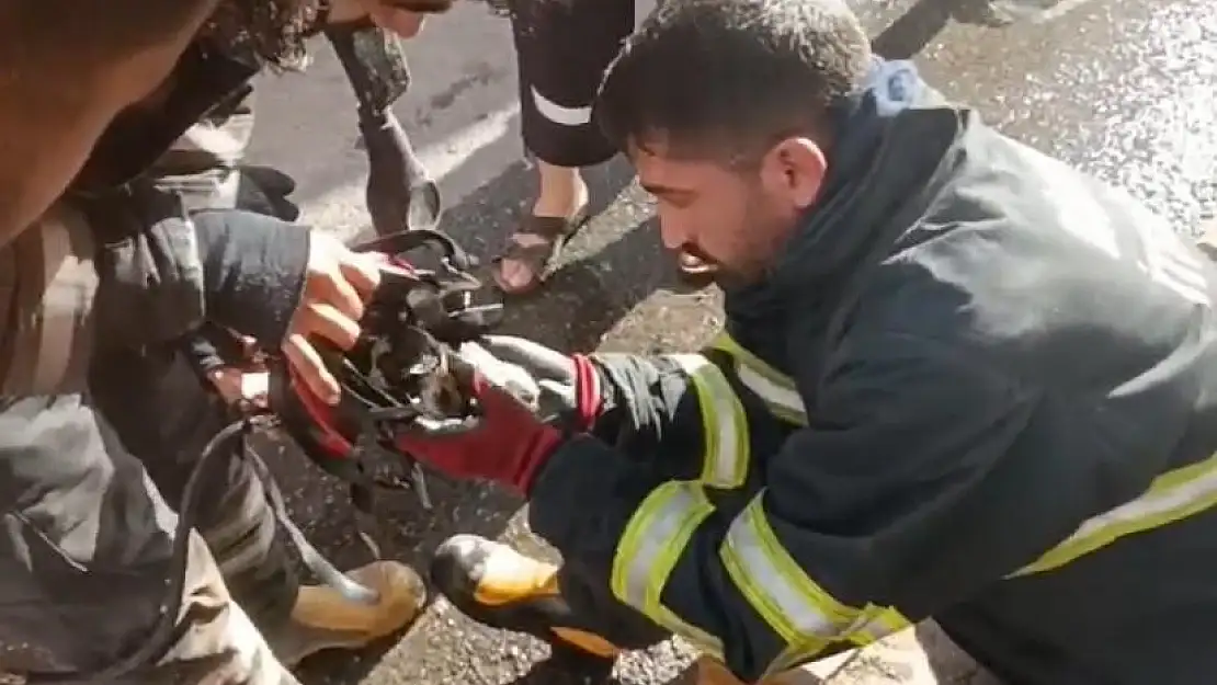 Diyarbakır'da yangından bir kedi kurtarıldı