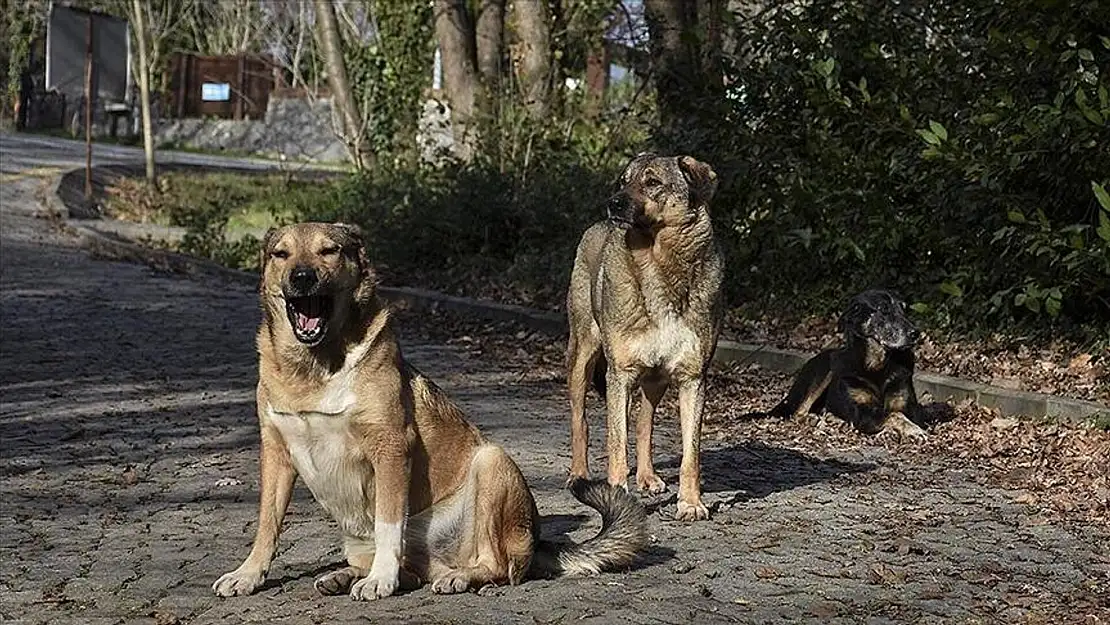 Sokak hayvanlarına ilişkin kanun TBMM'de