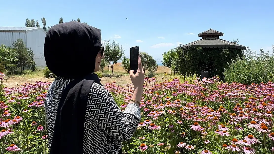 Van'da tıbbi bitkiler adeta fotoğraf stüdyosuna döndü