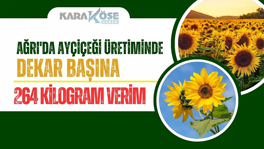 Ağrı'da Ayçiçeği Üretiminde Dekar Başına 264 Kilogram Verim