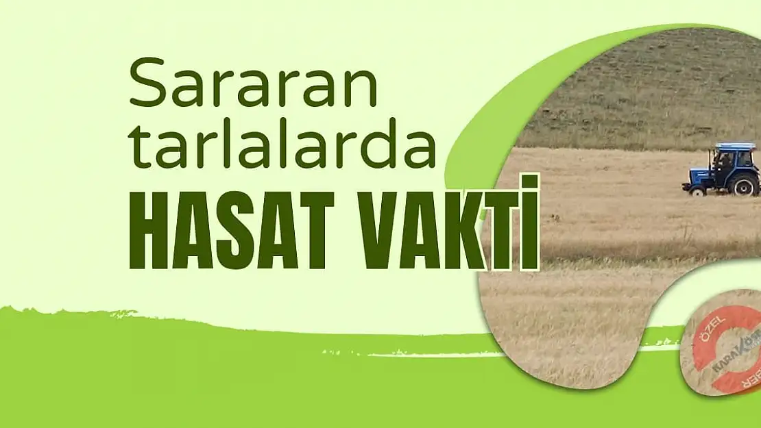 Sararan Tarlalarda Hasat Vakti Geldi