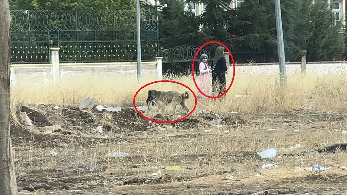 Diyarbakır'da başıboş köpekler kediyi telef etti