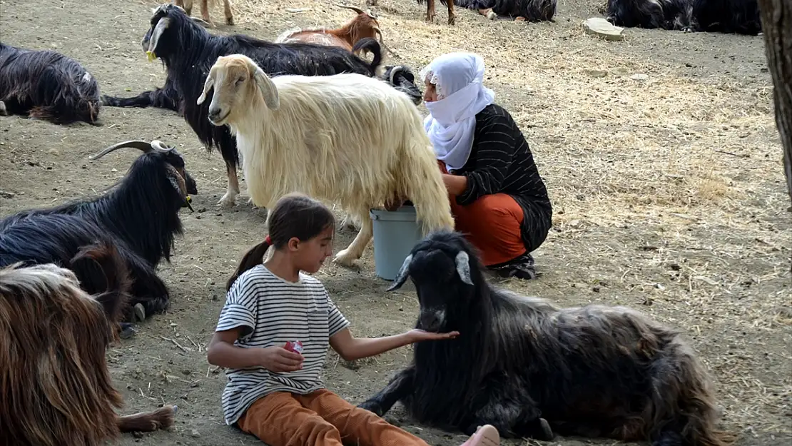 Muş'ta kadınların yayla serüveni devam ediyor