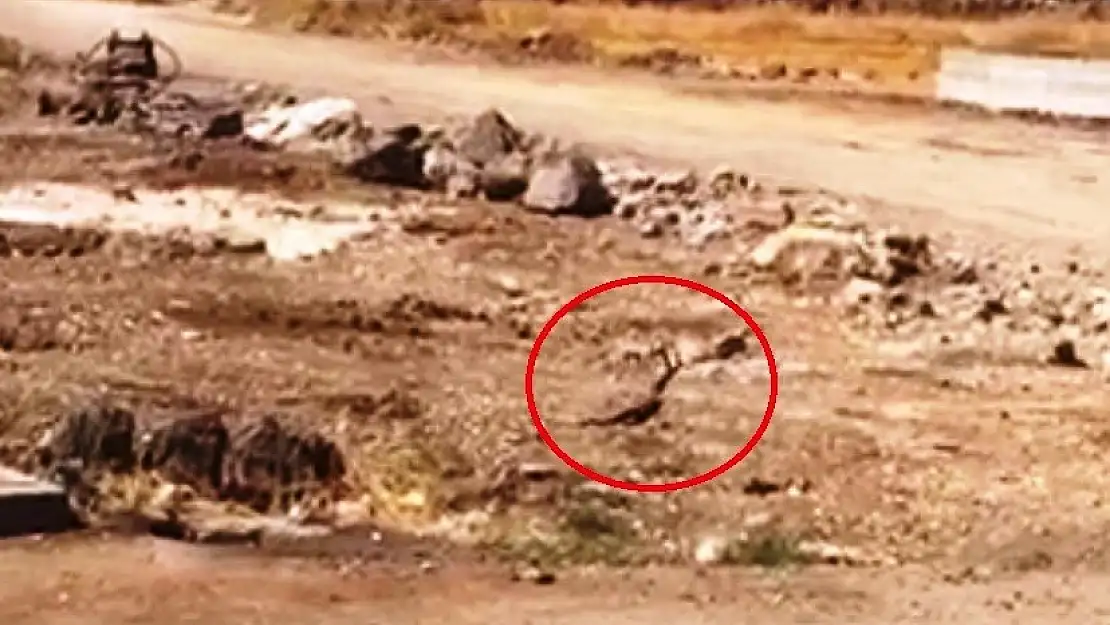 Diyarbakır'da yılanların dansı görüntülendi
