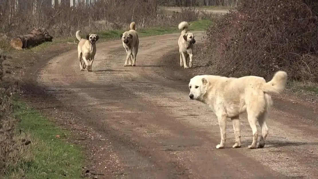 KDK, sahipsiz hayvanlara karşı tedbir alınmasını önerdi