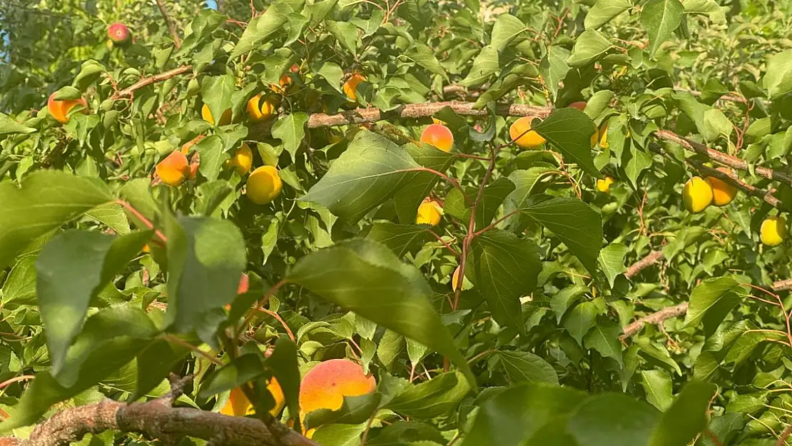 Çorak topraklı Ağrı Dağı eteklerinde kayısı hasadı