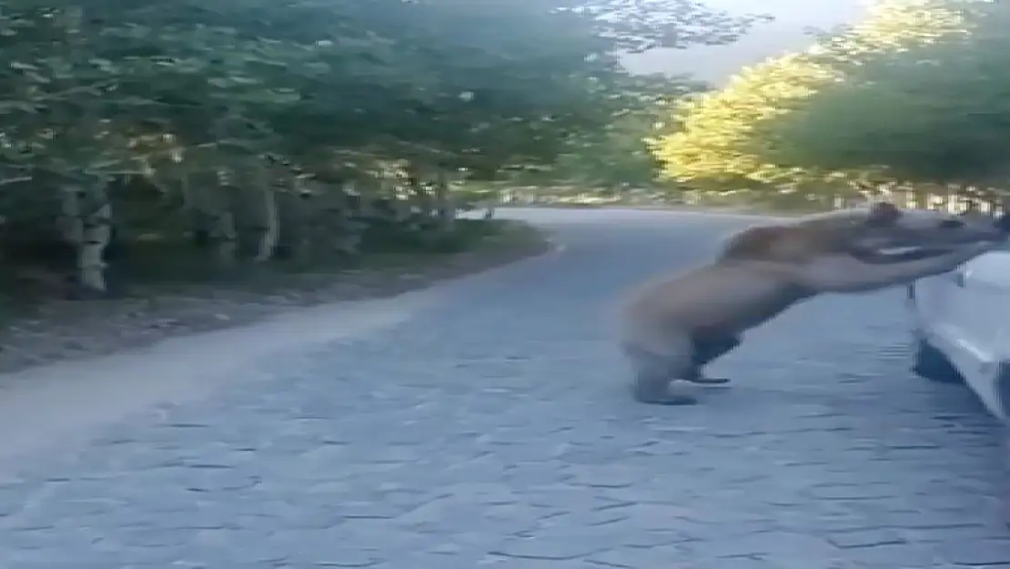 Bitlis'te araç sürücüsü, ayı saldırısından kıl payı kurtuldu