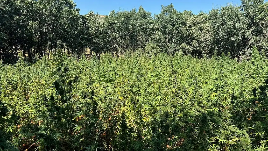 Diyarbakır'da kenevir tarlası: 170 bin 500 kök kenevir bitkisi ele geçirildi