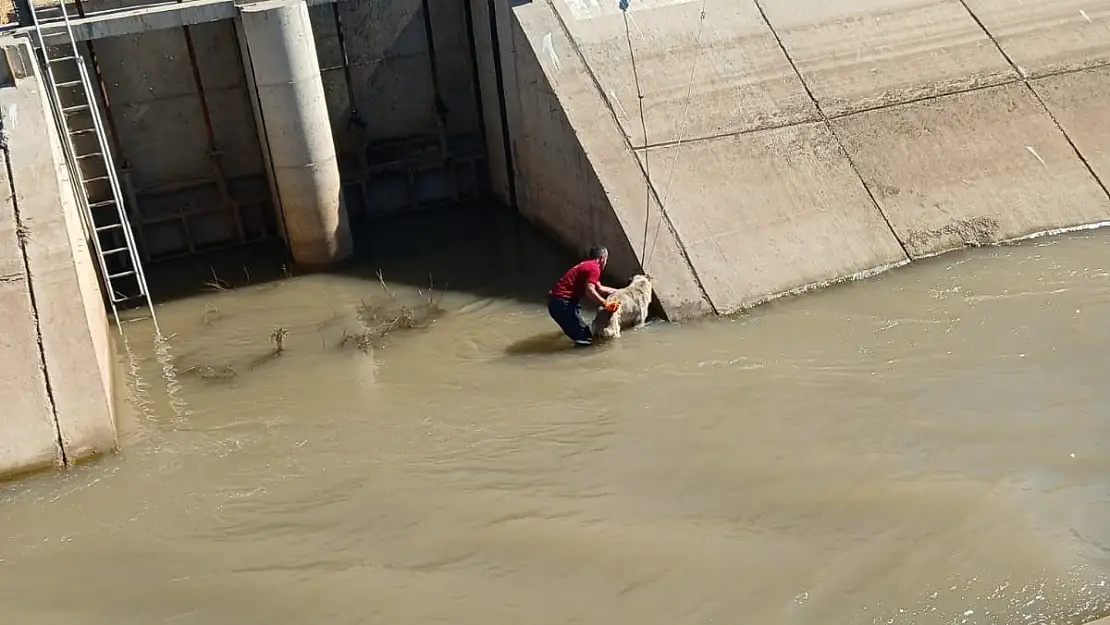 Diyarbakır'da köpek sulama kanalına düştü