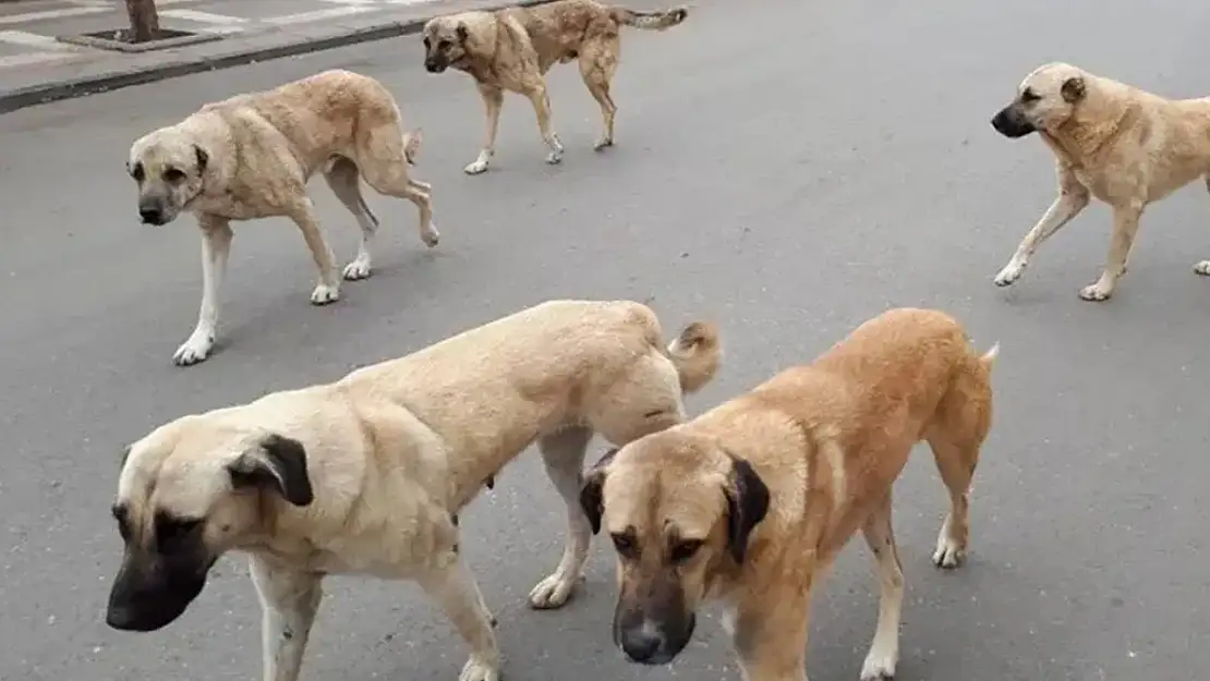 Sokak hayvanları teklifi komisyondan geçti