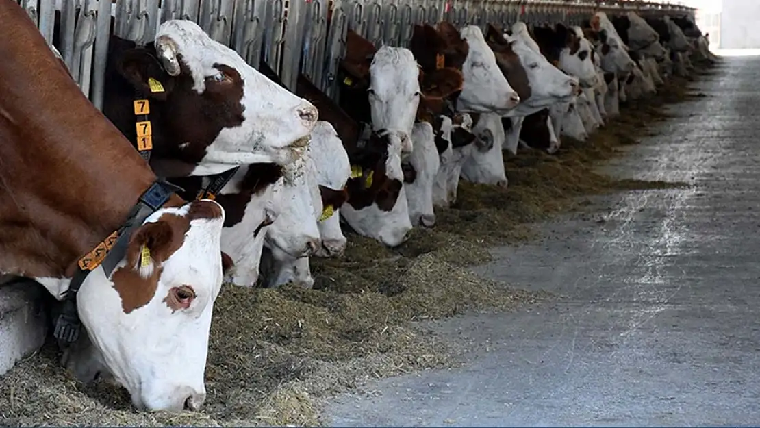 Hayvancılıkta 2024-2026 dönemi destekleme tutarları belli oldu