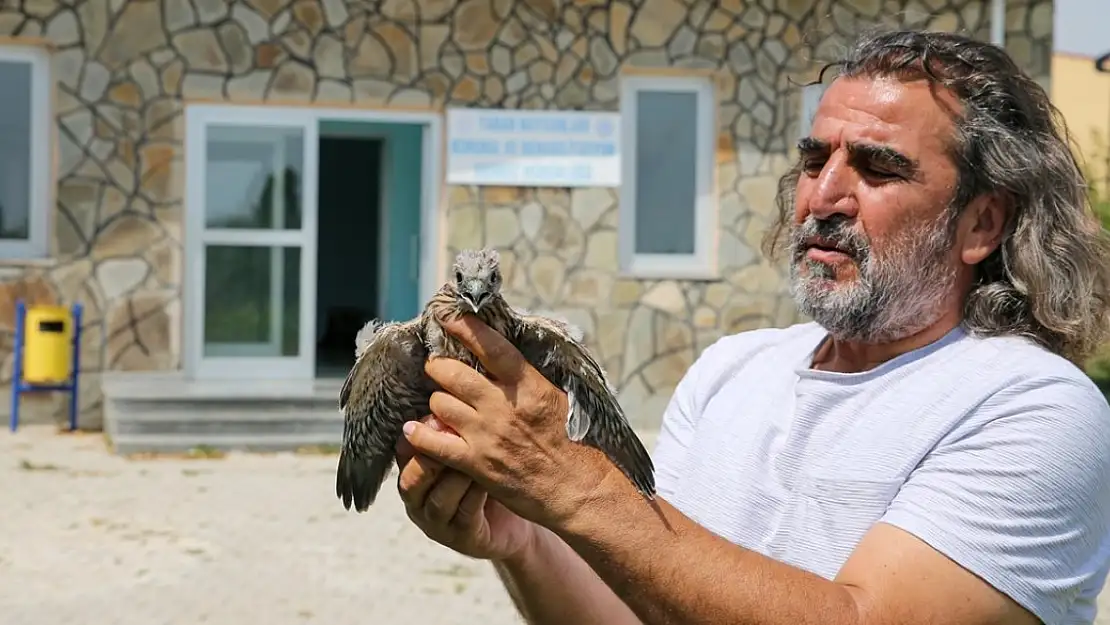 Annelerinden ayrı düşmüş yaban hayvanlarını Lokman Hoca tedavi etti