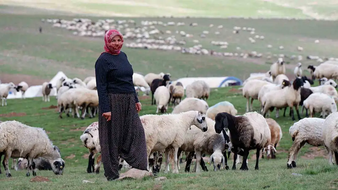Erzurum'un yayları göçerlere ev sahipliği yapıyor