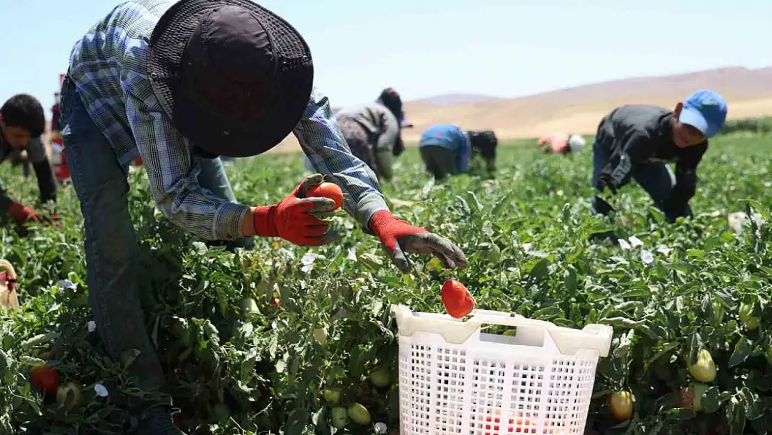 Mevsimlik işçilerin sıcak altına ekmek mücadelesi