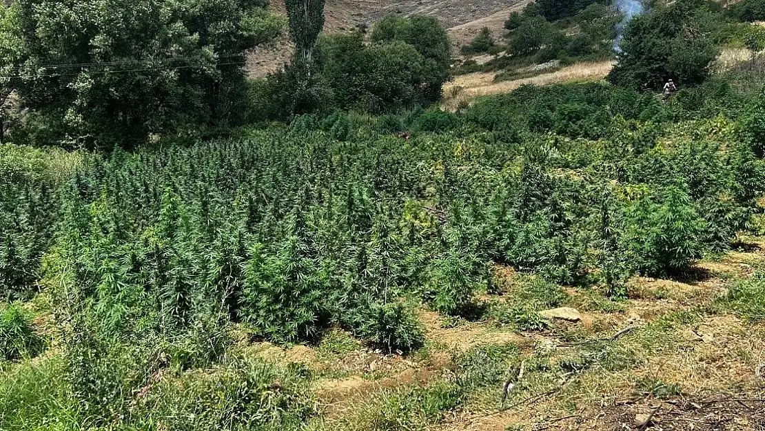 Diyarbakır'da binlerce kök kenevir ve skunk bitkisi imha edildi