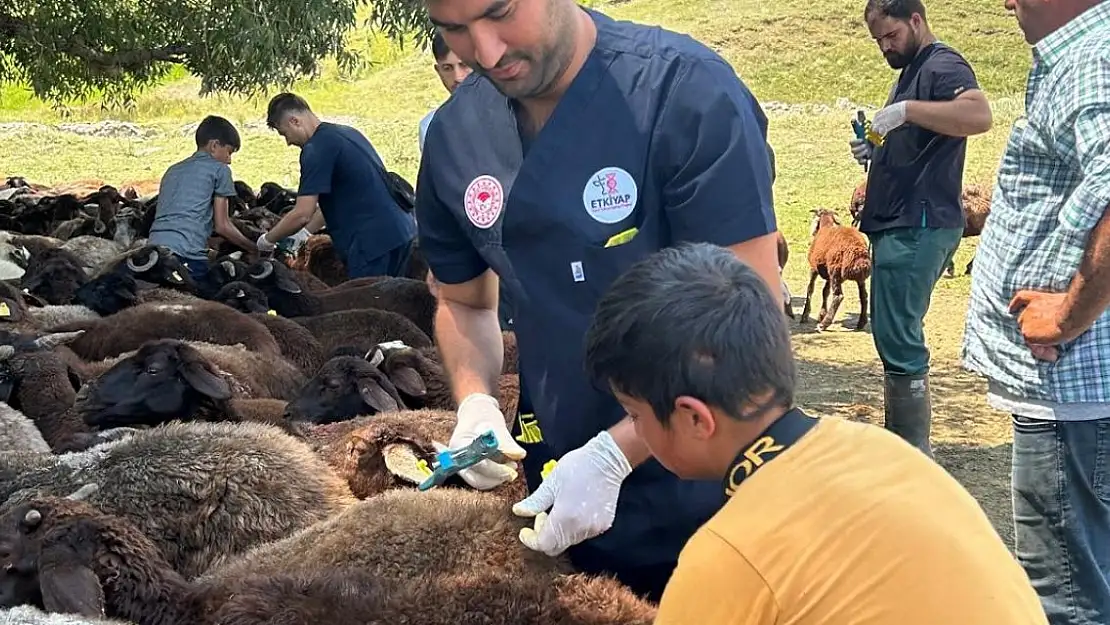 Ağrı'da Küçükbaş Hayvan Küpeleme ve Aşılama Çalışmaları