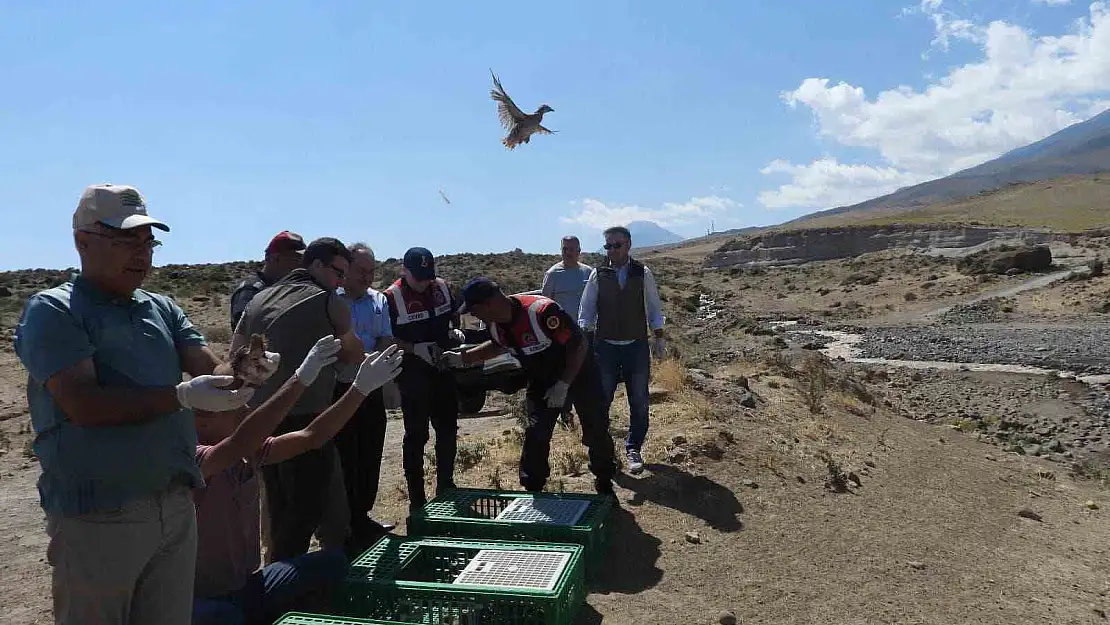 Kınalı keklikler Ağrı Dağı'na salındı