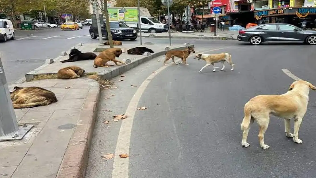 Bitlis'te 150 köpeğin zehirlenerek öldürüldüğü iddiası