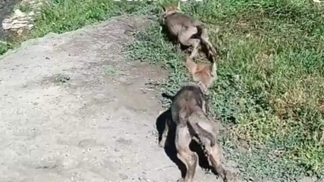 Van'da evinde kurt yavrusu besleyen kişiye ceza