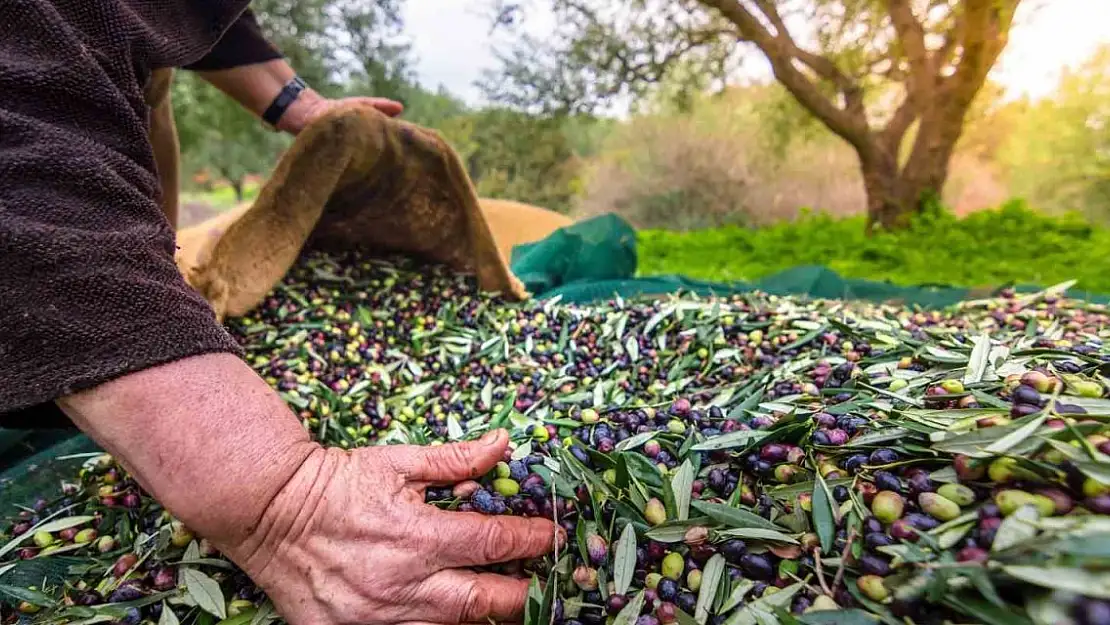Sofralık zeytin ihracatı 200 milyon dolara koşuyor