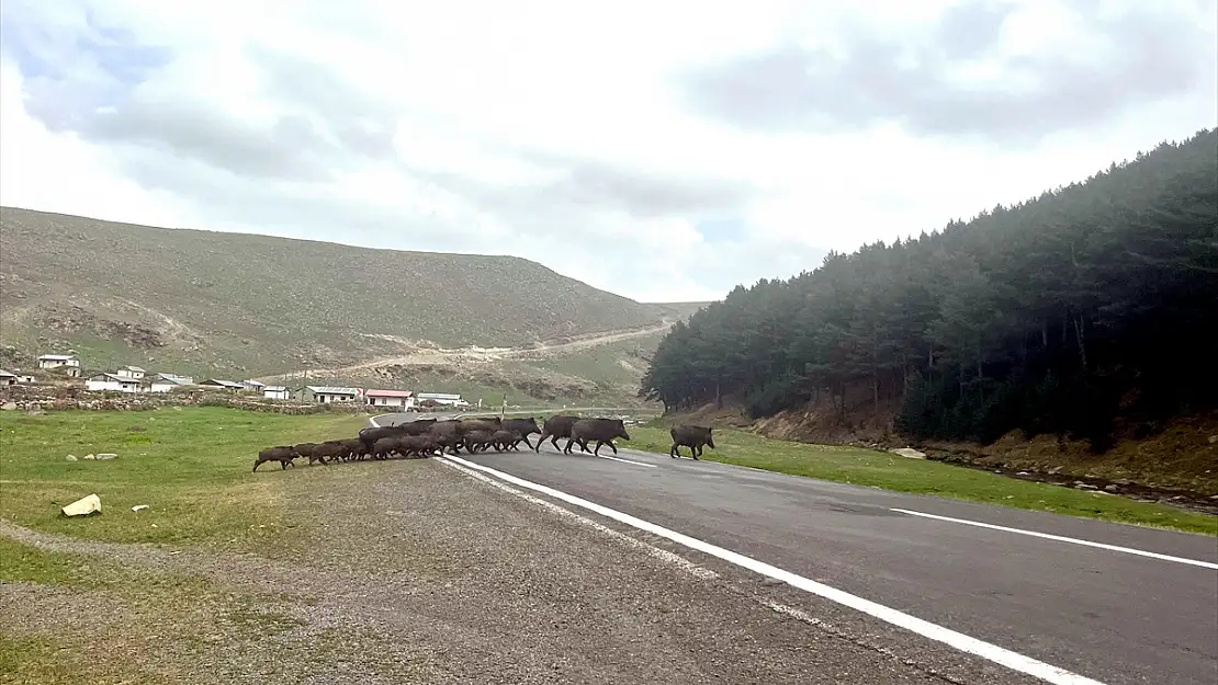Kars'ta bozayı ve domuz sürüsü görüntülendi