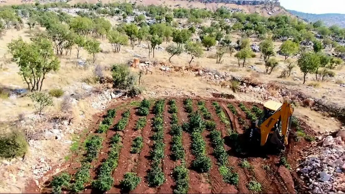 Diyarbakır'da milyonlarca kök kenevir ve skunk bitkisi ele geçirildi