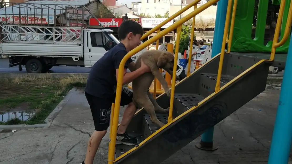 Oyunlarına köpeklerini de dahil ettiler