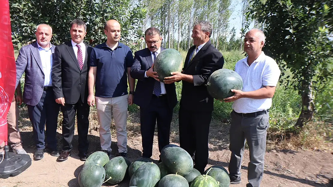 Iğdır'da karpuzda dördüncü hasat başladı