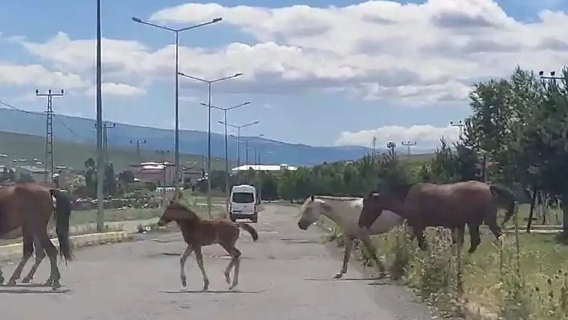 Ardahan- Kars yoluna inen başıboş atlar tehlike saçıyor