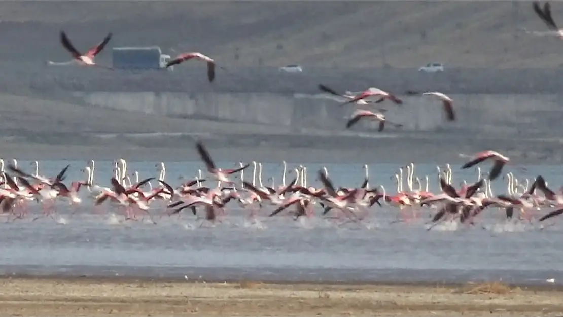 Van'da flamingolar Erçek Gölü'nü renklendirdi
