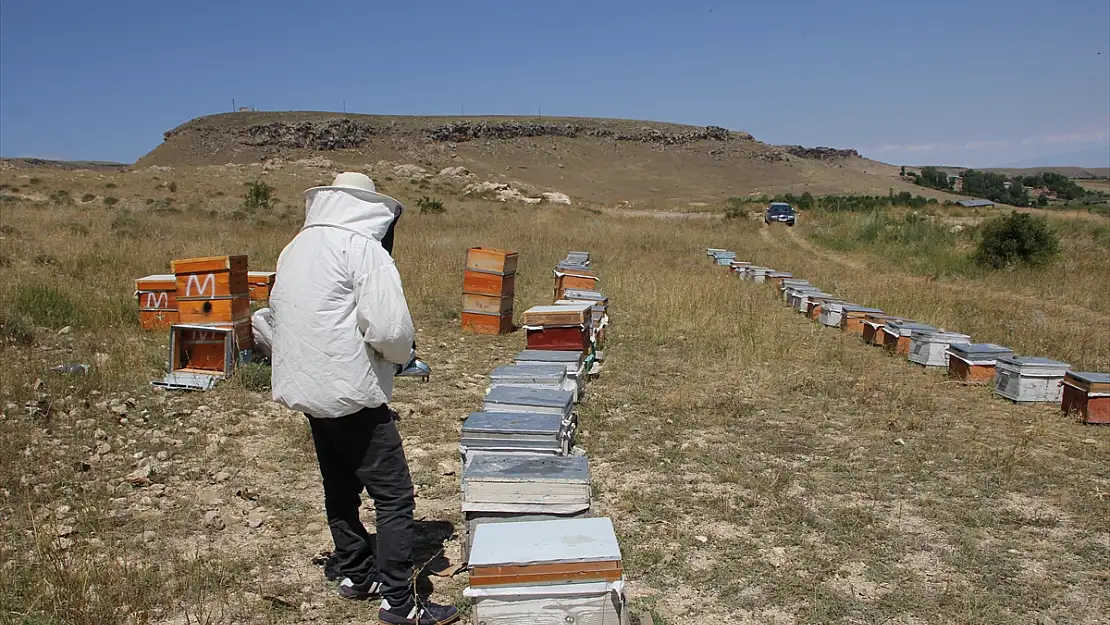 Iğdır'da bu yıl yaklaşık 160 ton bal üretimi bekleniyor