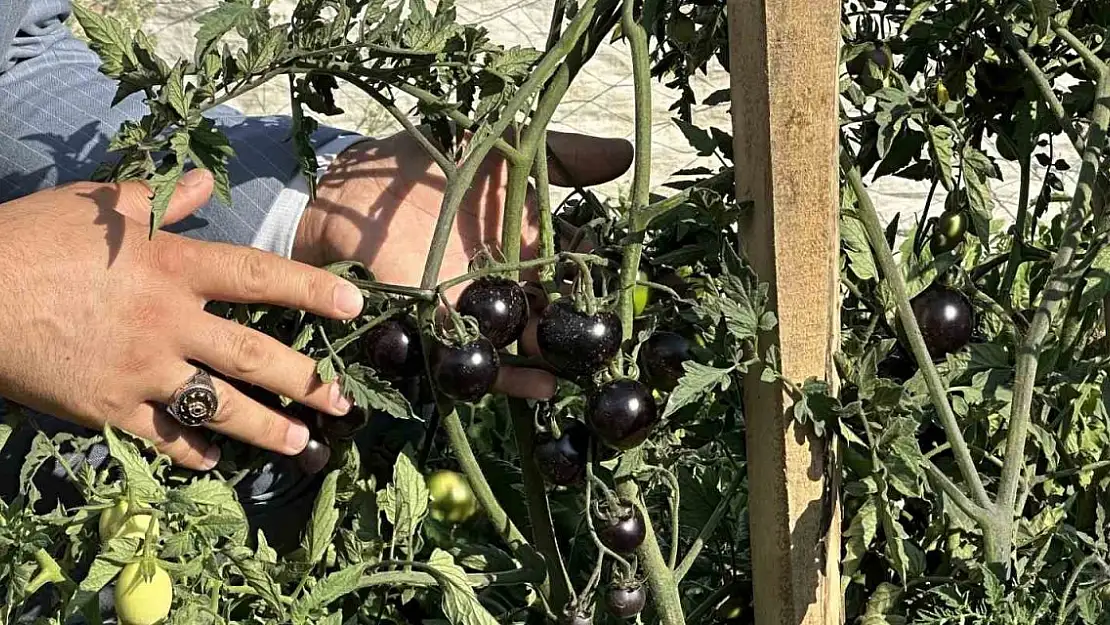 Yüksekova'da yetiştirilen siyah domates Güney Amerika'yı aratmıyor