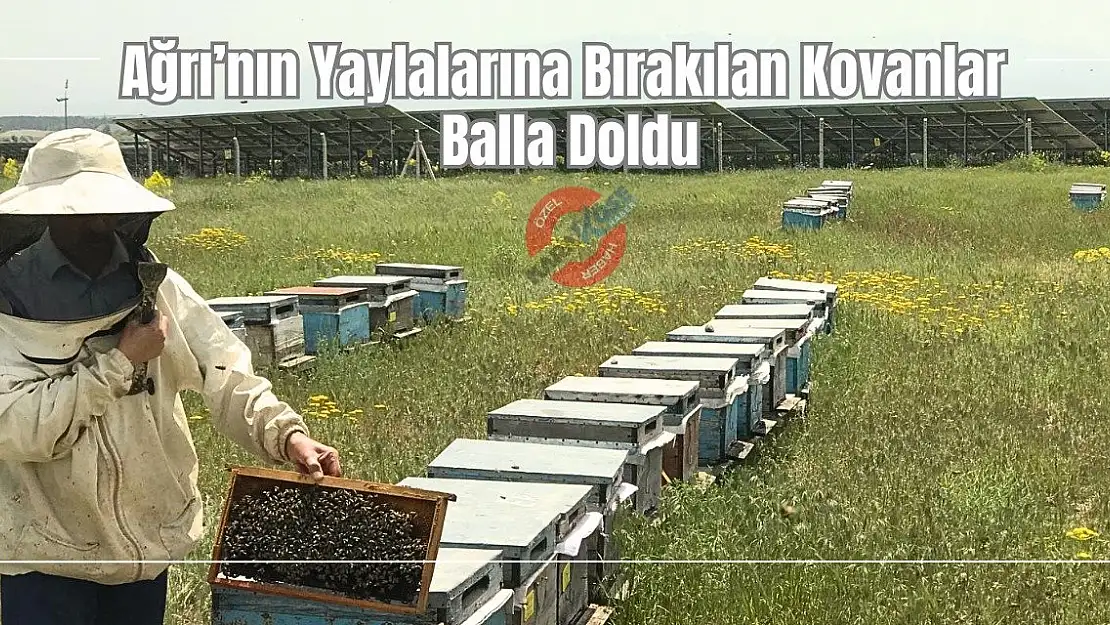 Ağrı'nın Yaylalarına Bırakılan Kovanlar Balla Doldu