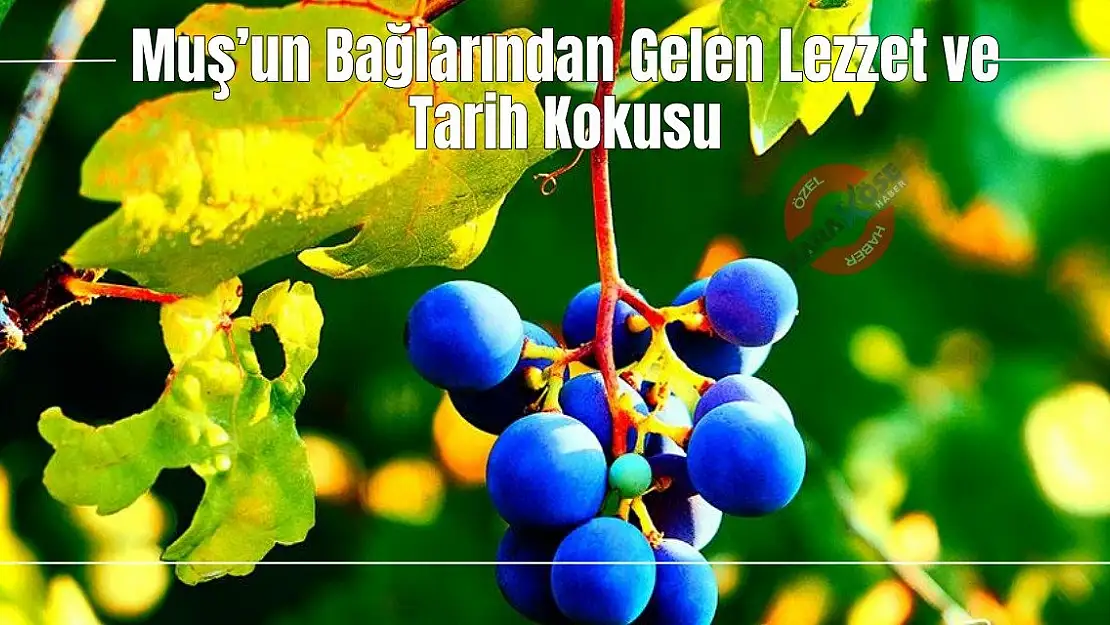 Muş'un Bağlarından Gelen Lezzet ve Tarih Kokusu