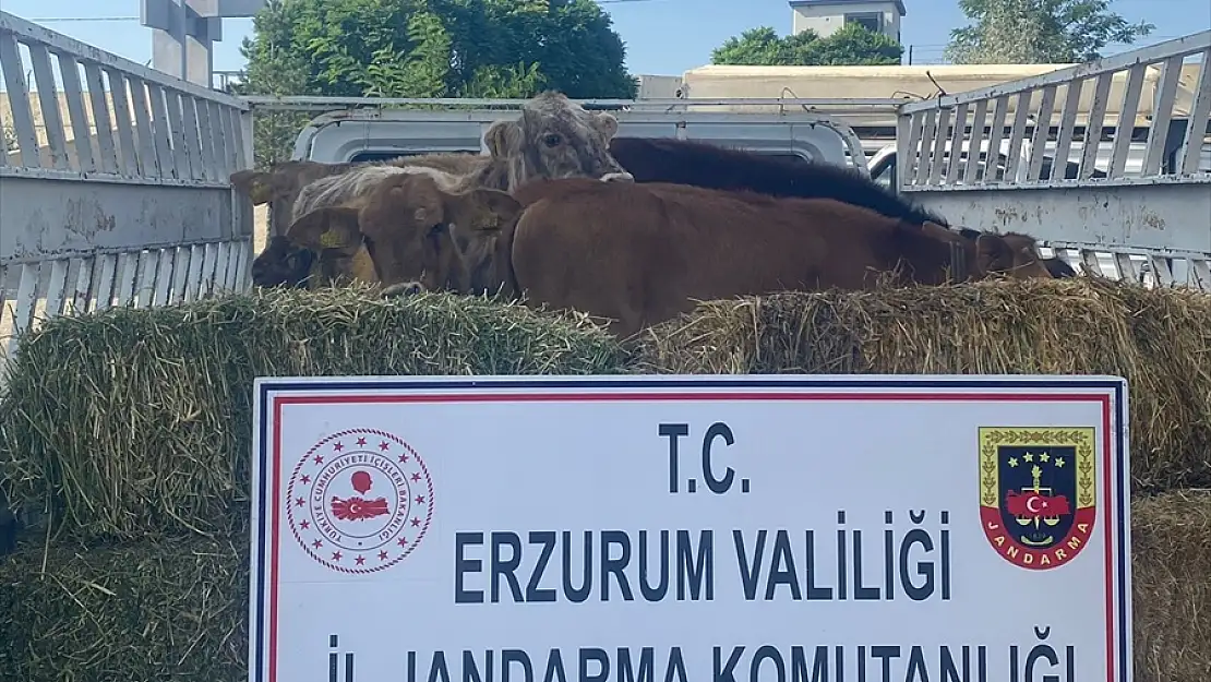 Erzurum'da hayvan hırsızı tutuklandı