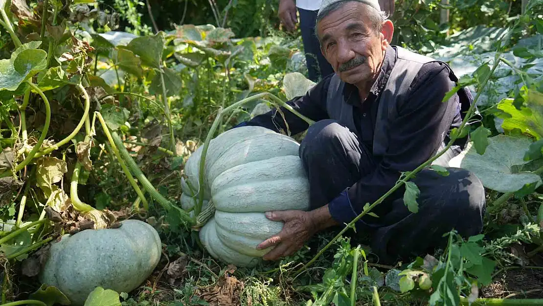 Muşlu çiftçilerin yetiştirdiği bal kabağı şaşırtıyor