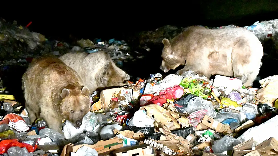 Kars'ta bozayılar şehir çöplüğüne indi