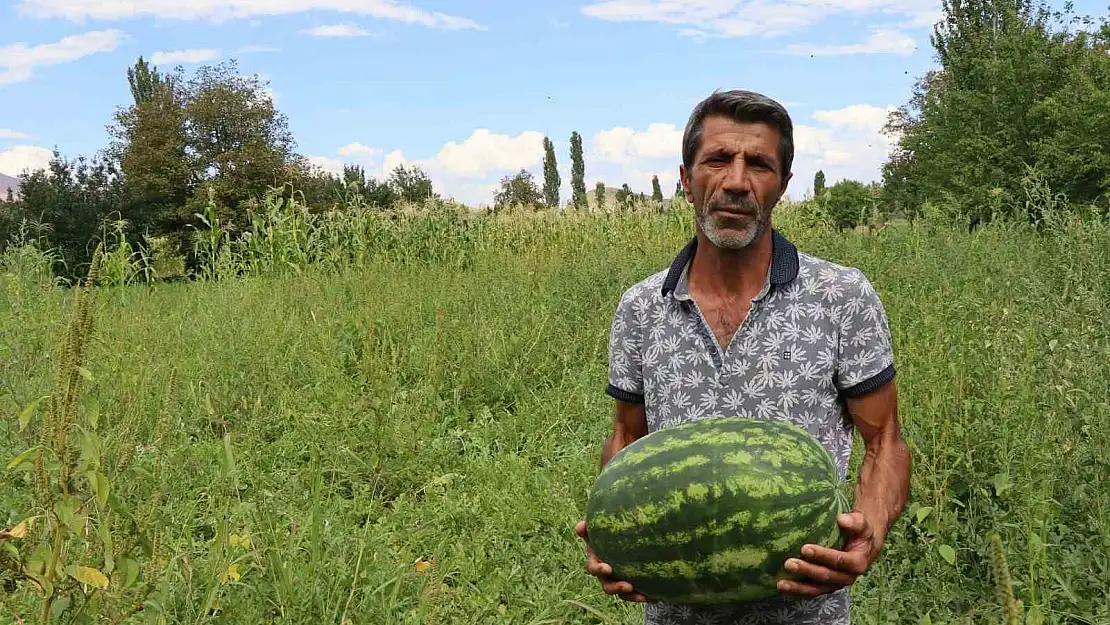 Erzurum'da yerli üretim karpuz tercih ediliyor