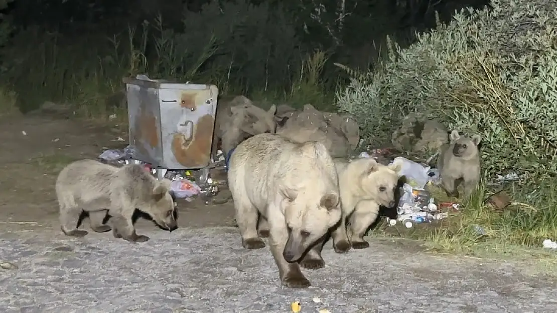 Bitlis'te pikniğe giden vatandaşları ayılar karşılıyor